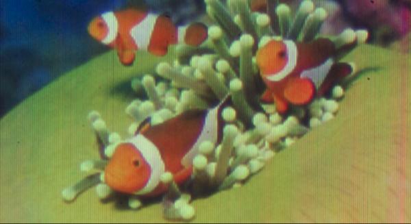 Микроскопическая картинка с изображенем «трио» рыб-клоунов
